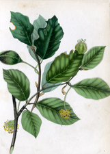 Antique Tree Print, circa 1860s